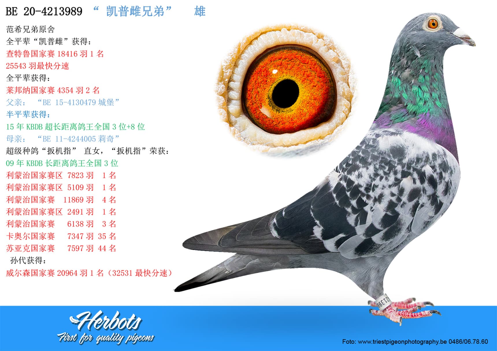 pigeon: undefined