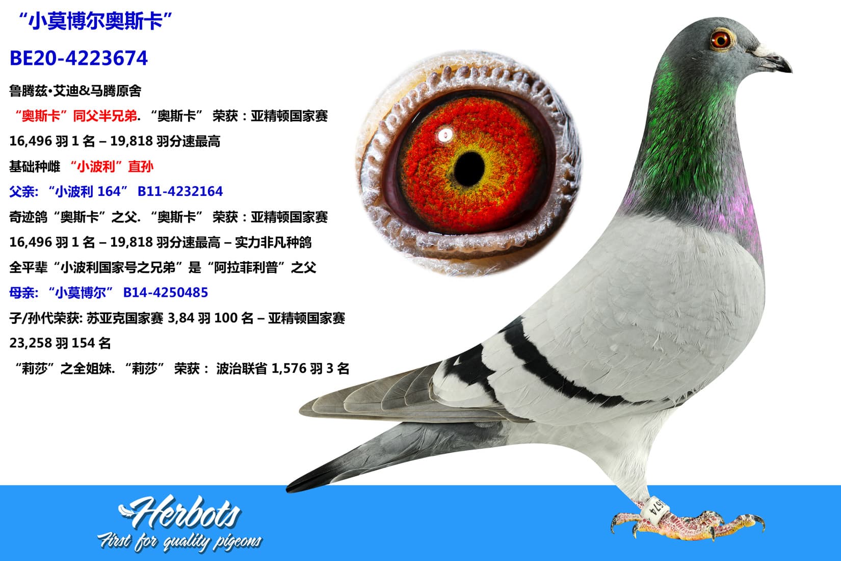 pigeon: undefined