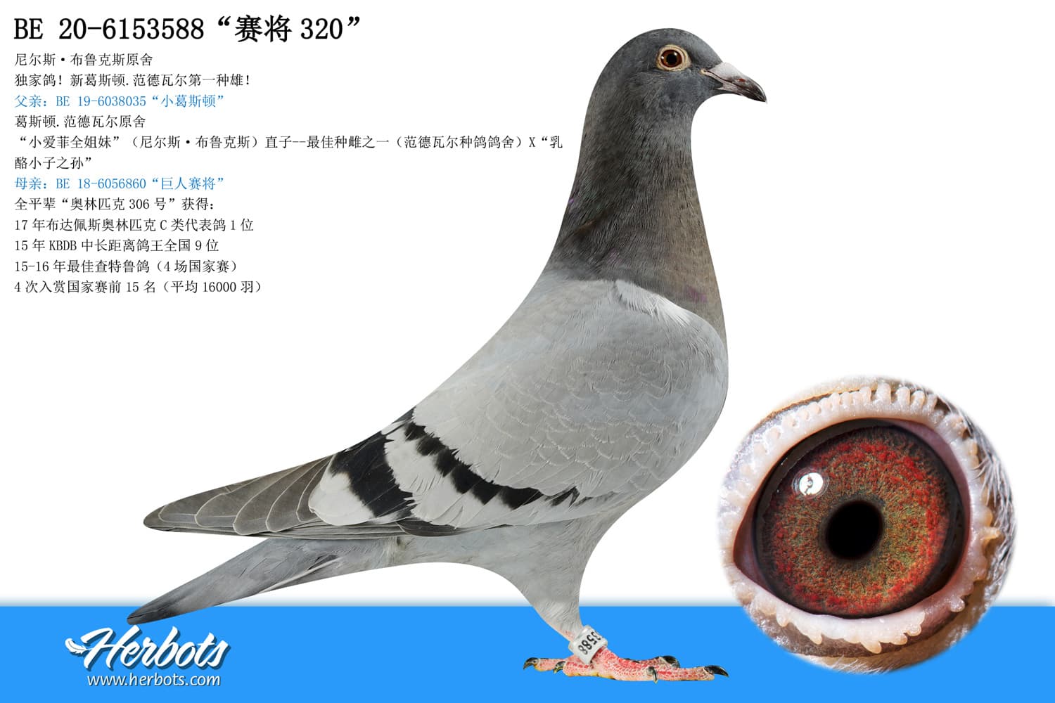 pigeon: ‘Wouwerke Runner’