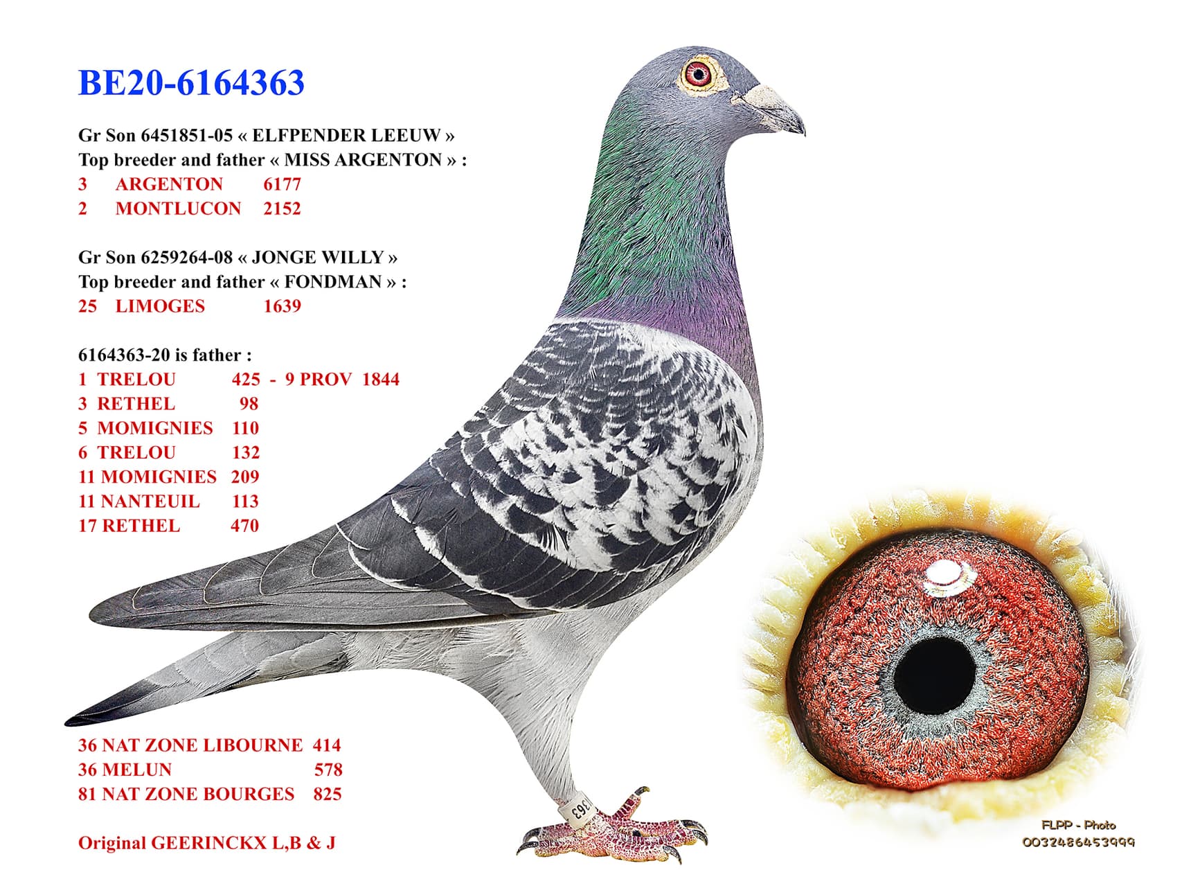"Geerinckx 363"