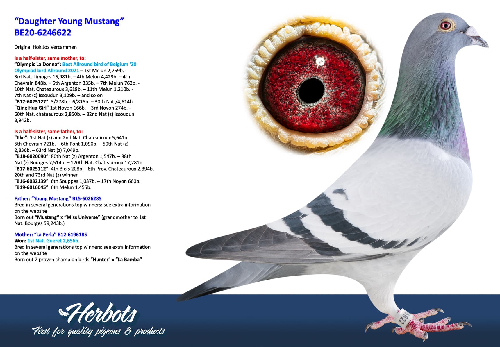 pigeon: undefined
