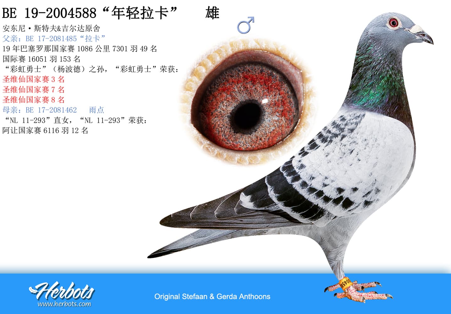 pigeon: undefined