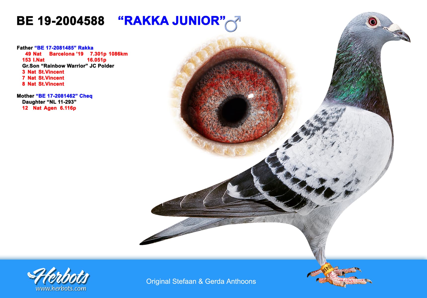 pigeon: undefined