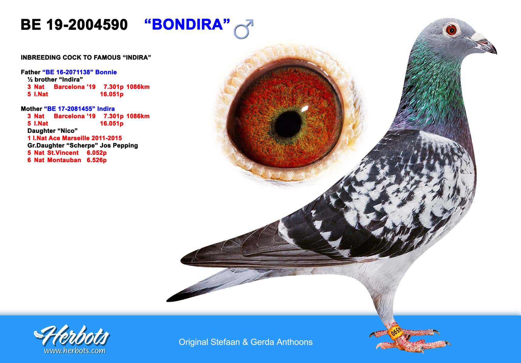 pigeon: undefined
