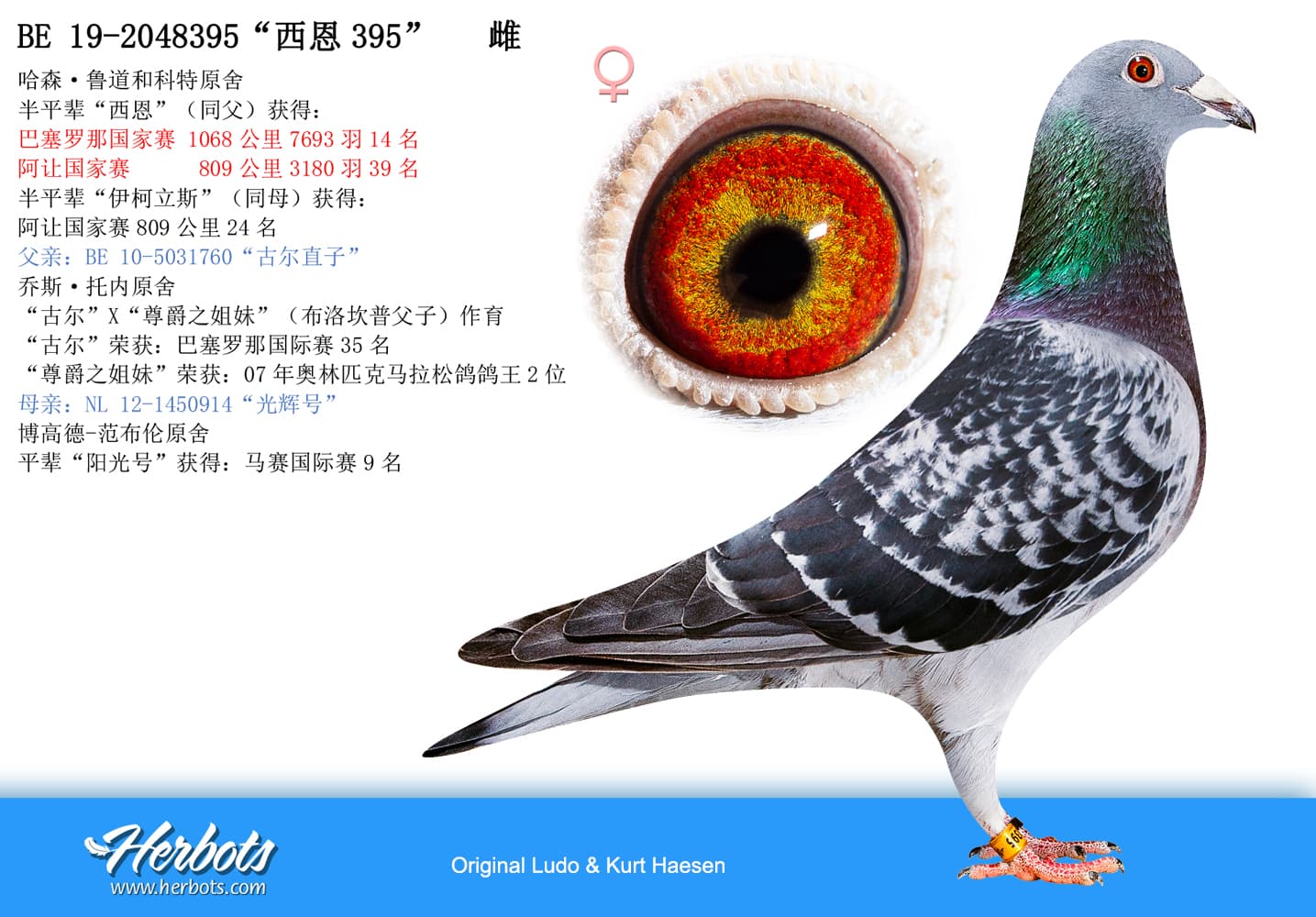 pigeon: undefined