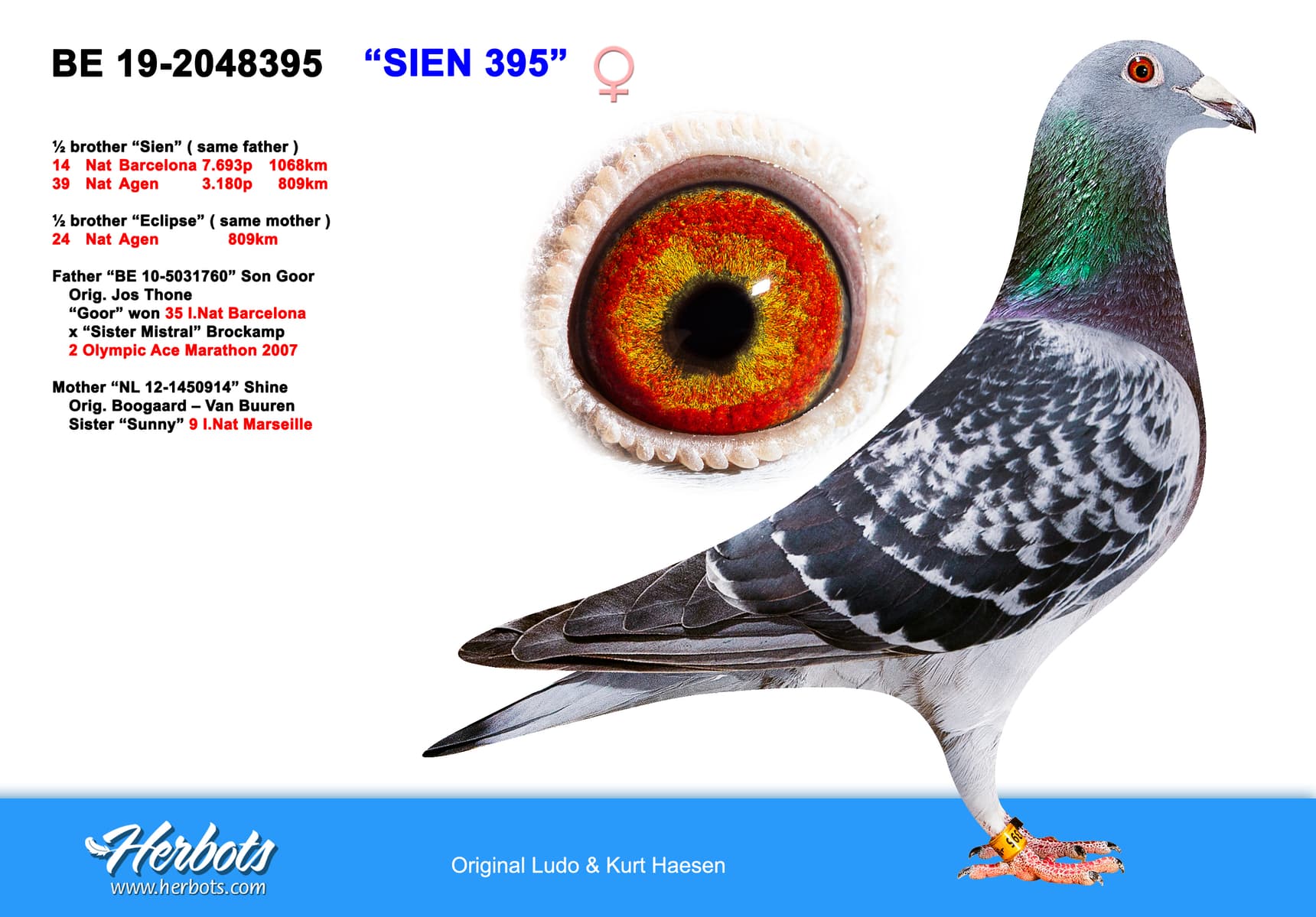 pigeon: undefined