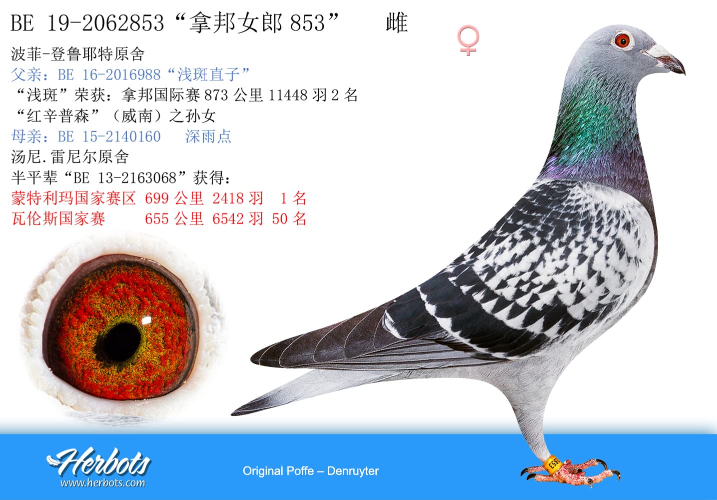 pigeon: undefined