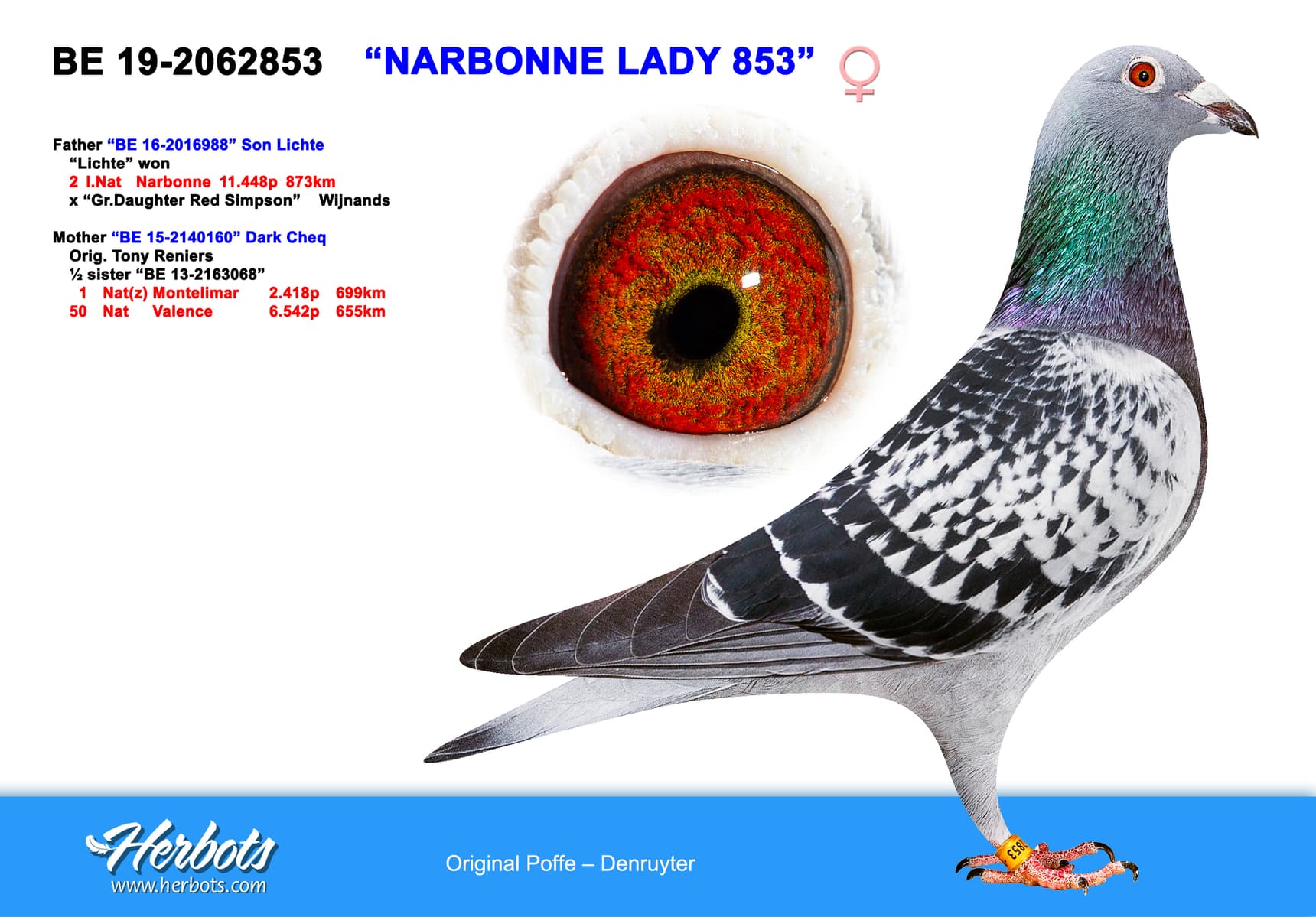 pigeon: undefined