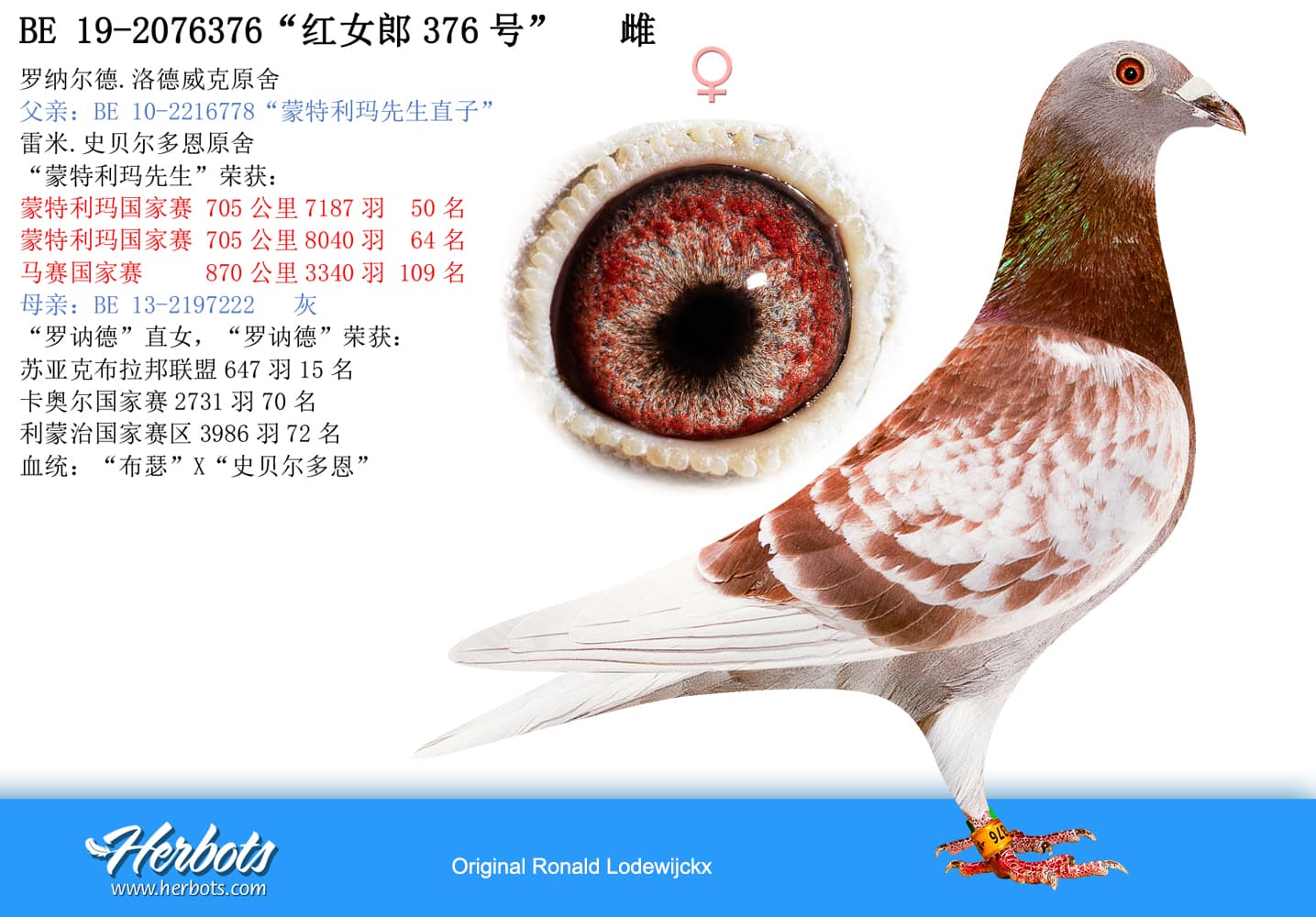 pigeon: undefined