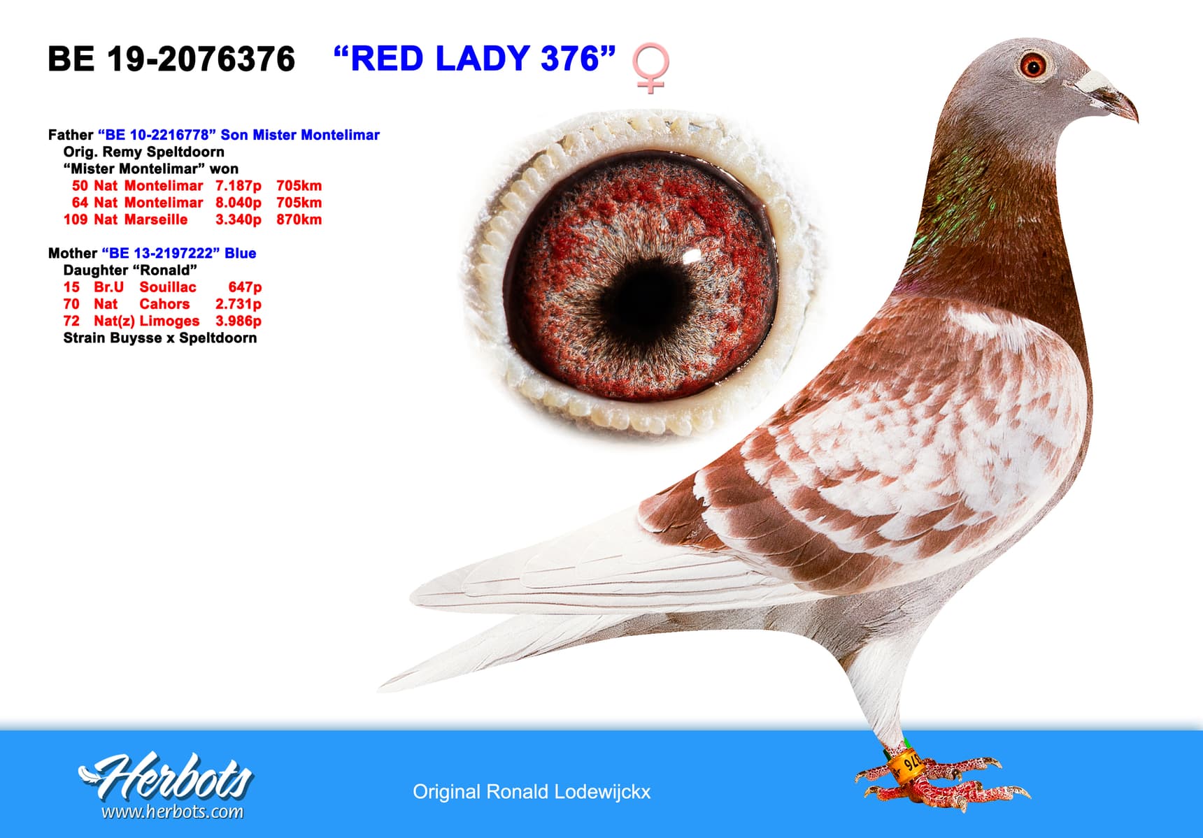 pigeon: undefined