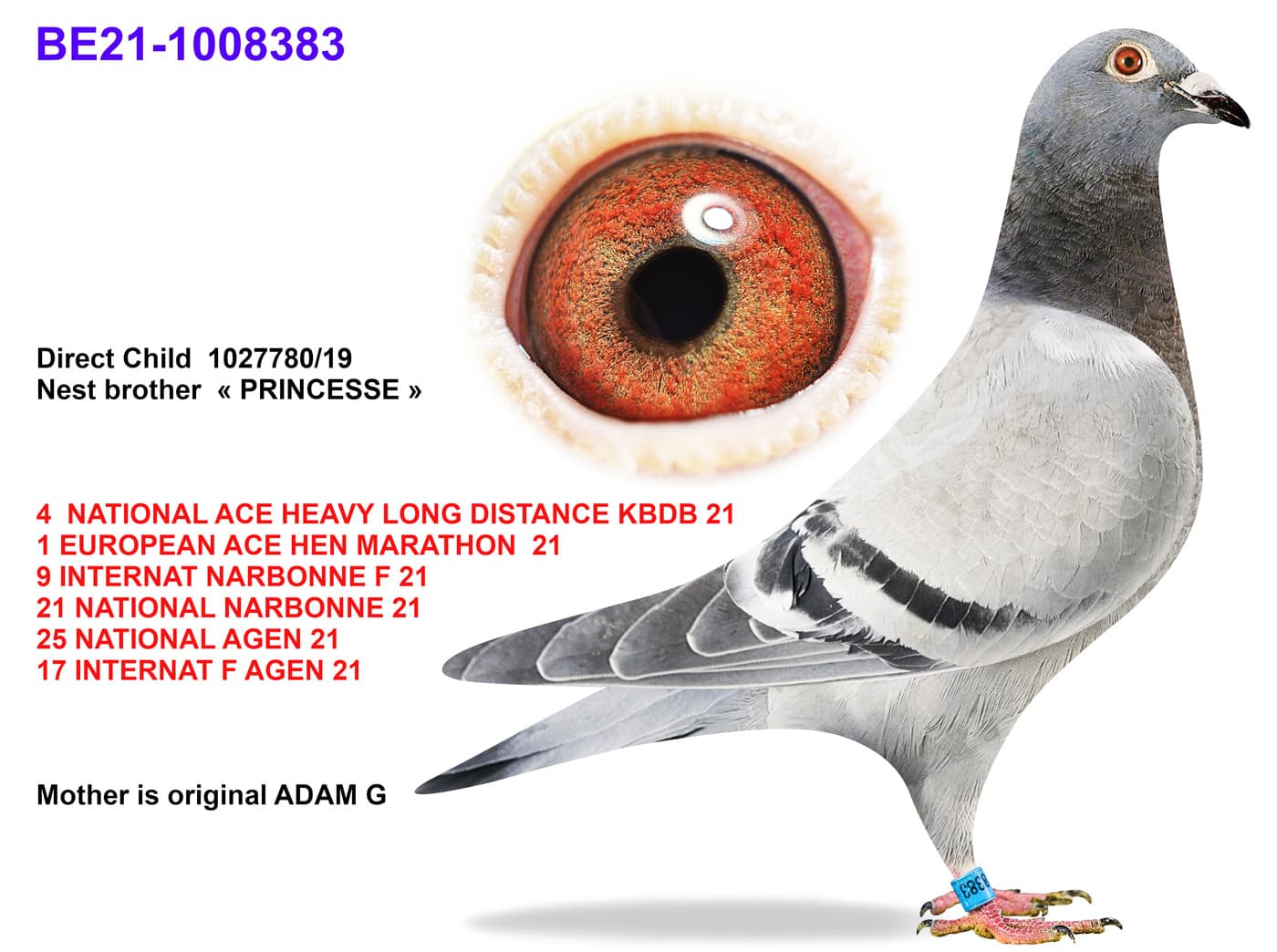 pigeon: undefined