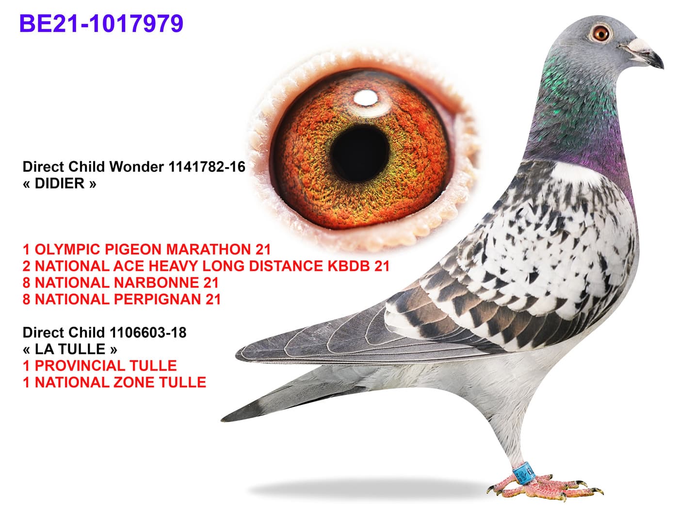 pigeon: undefined