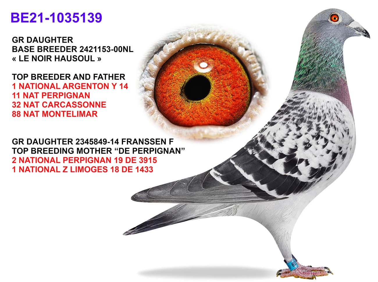 pigeon: undefined