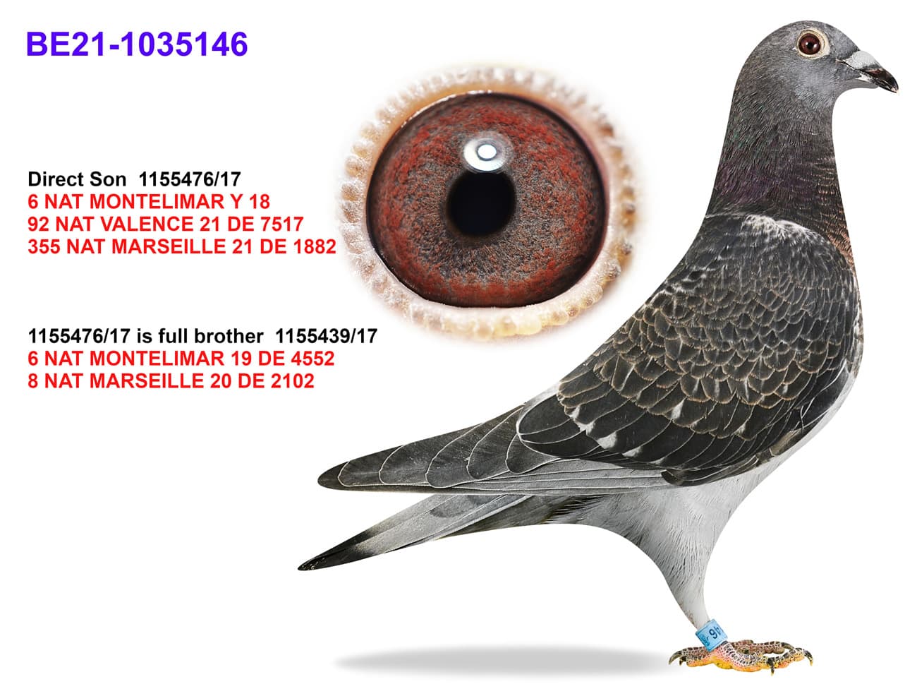 pigeon: undefined