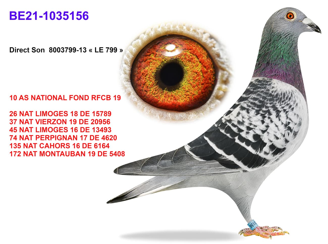 pigeon: undefined
