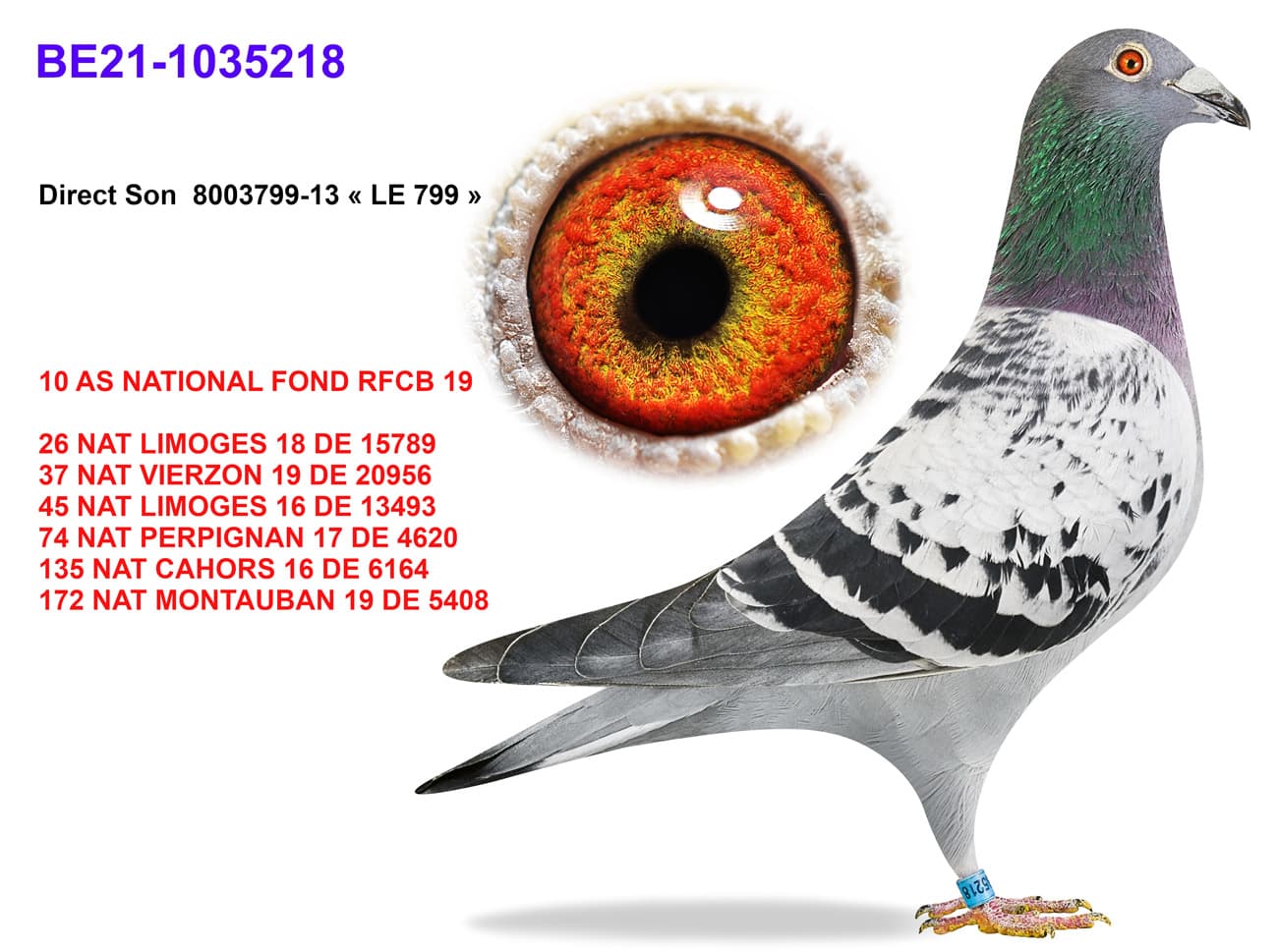 pigeon: undefined