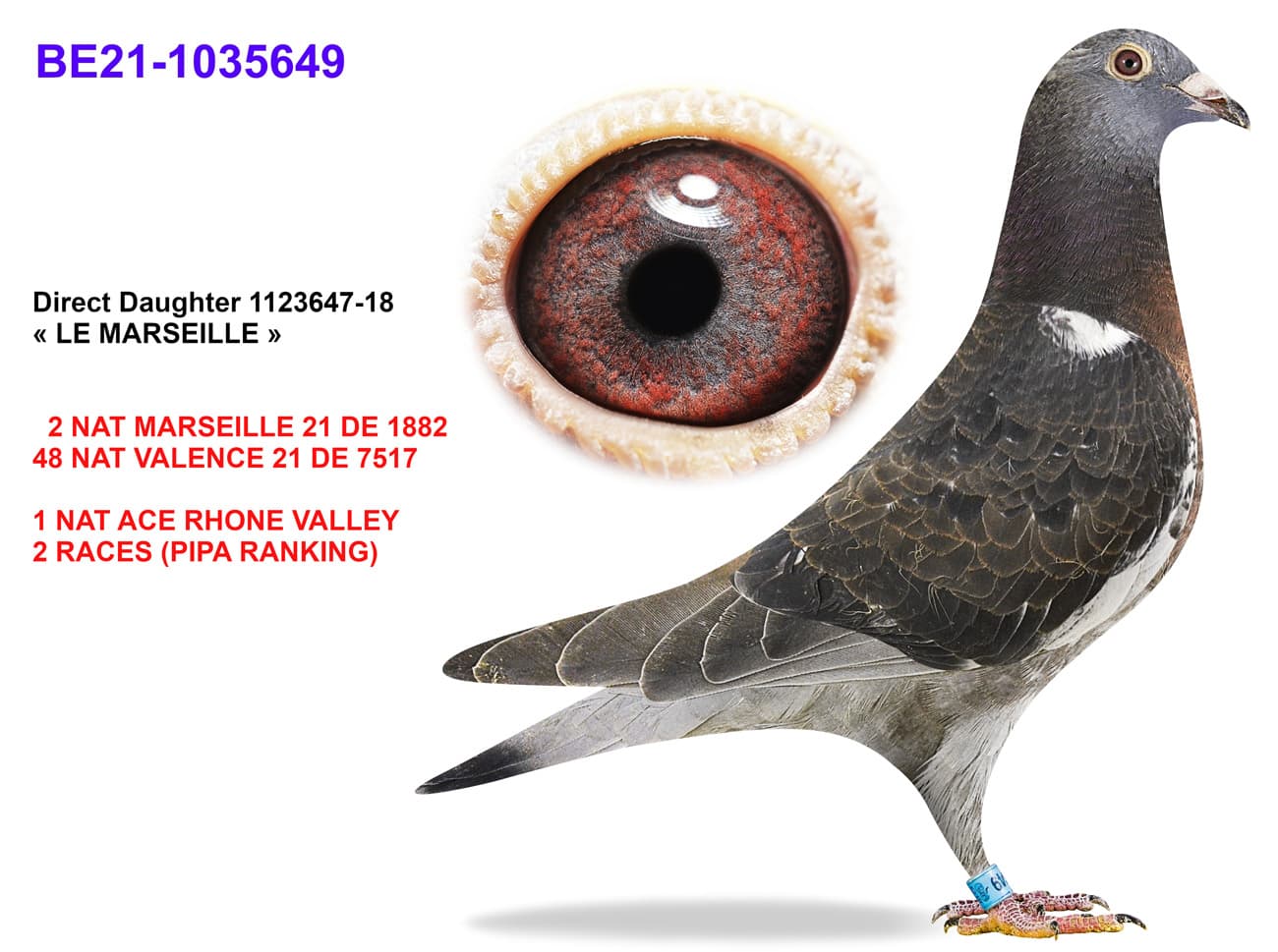 pigeon: undefined