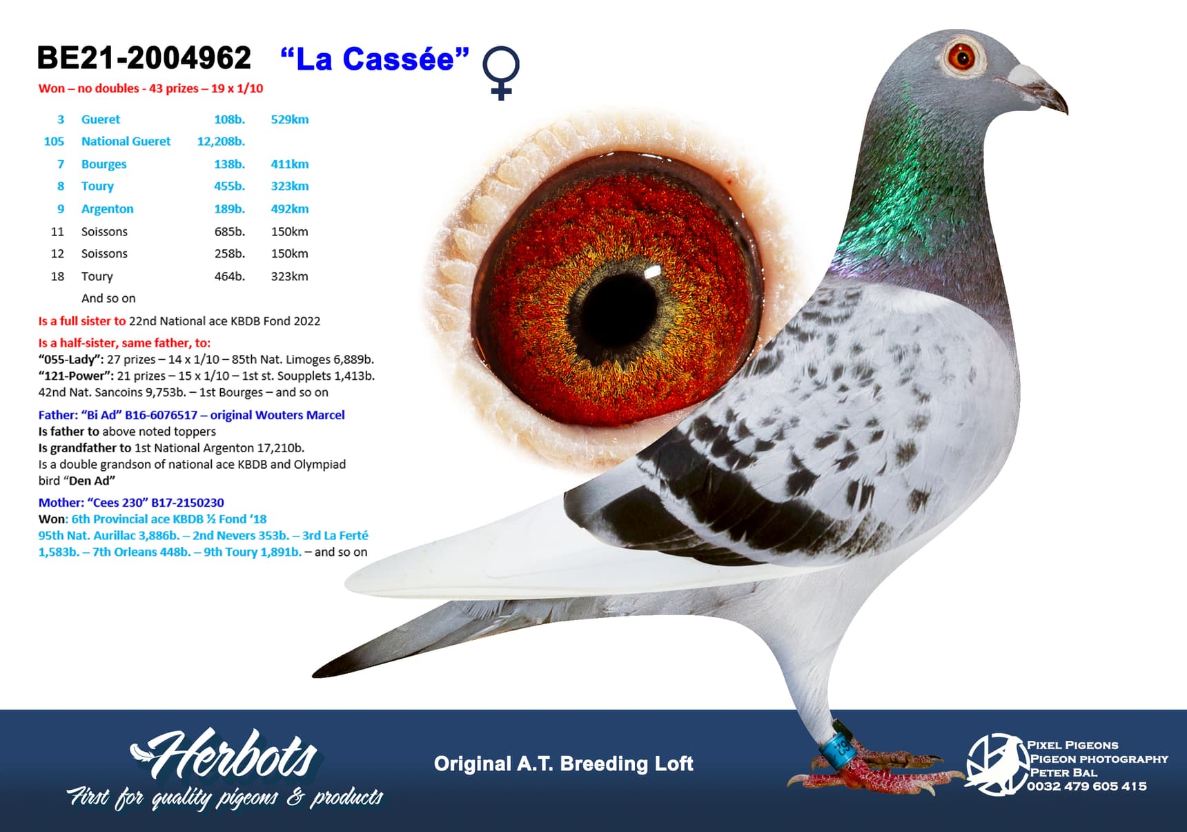 pigeon: undefined
