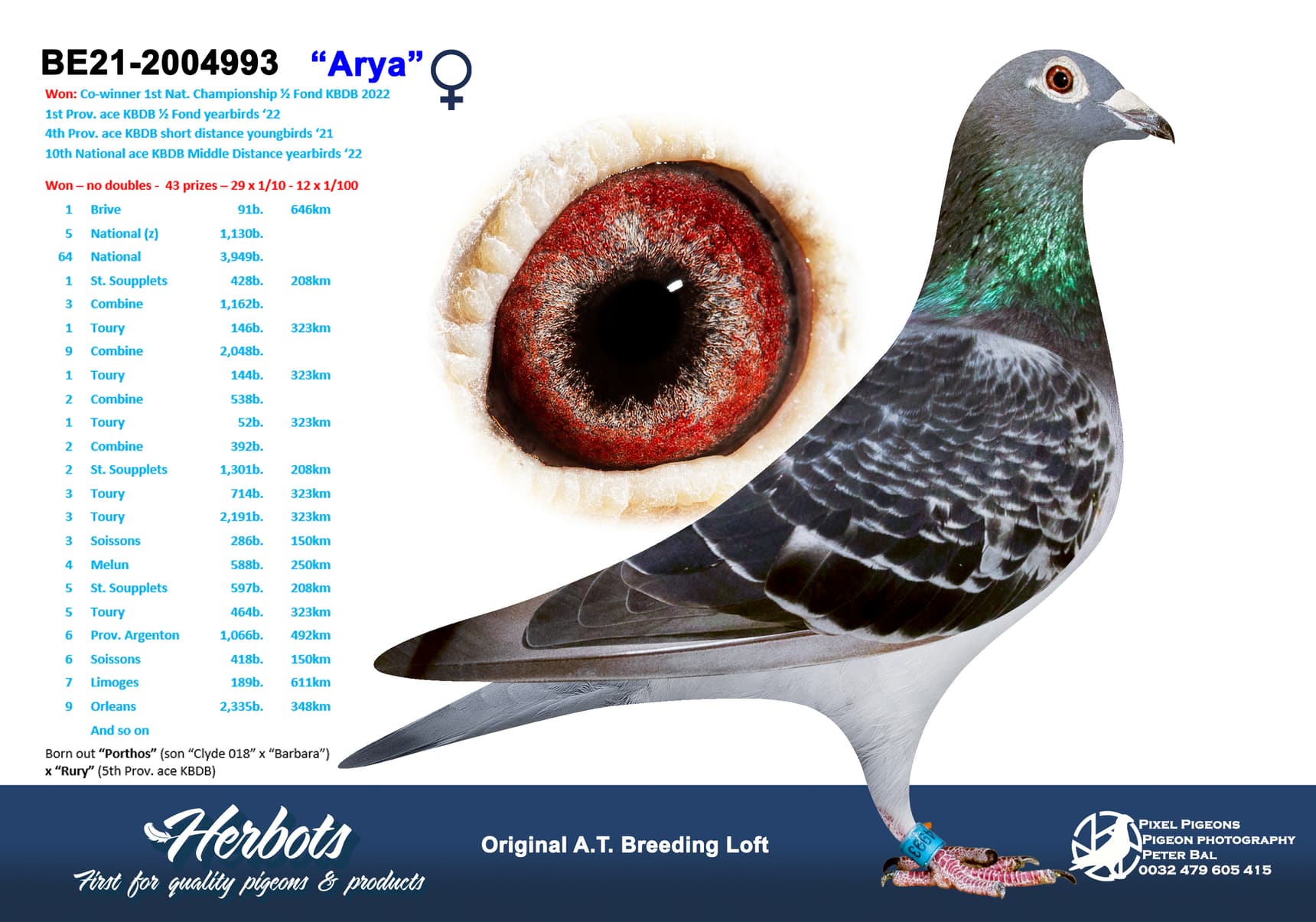 pigeon: undefined