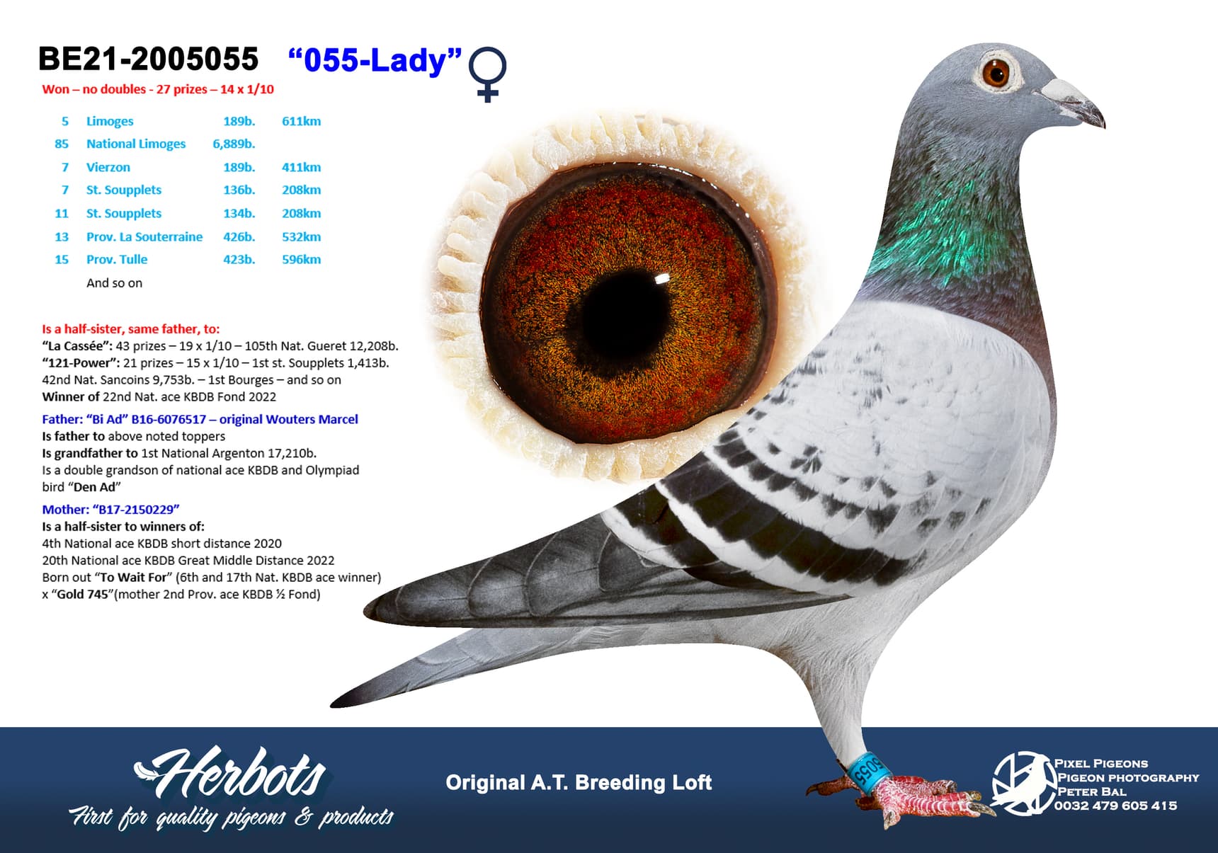 pigeon: undefined