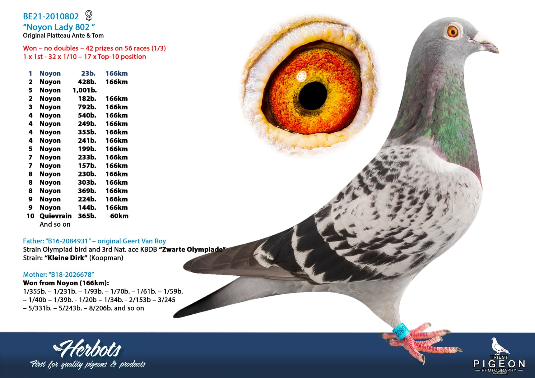 pigeon: undefined