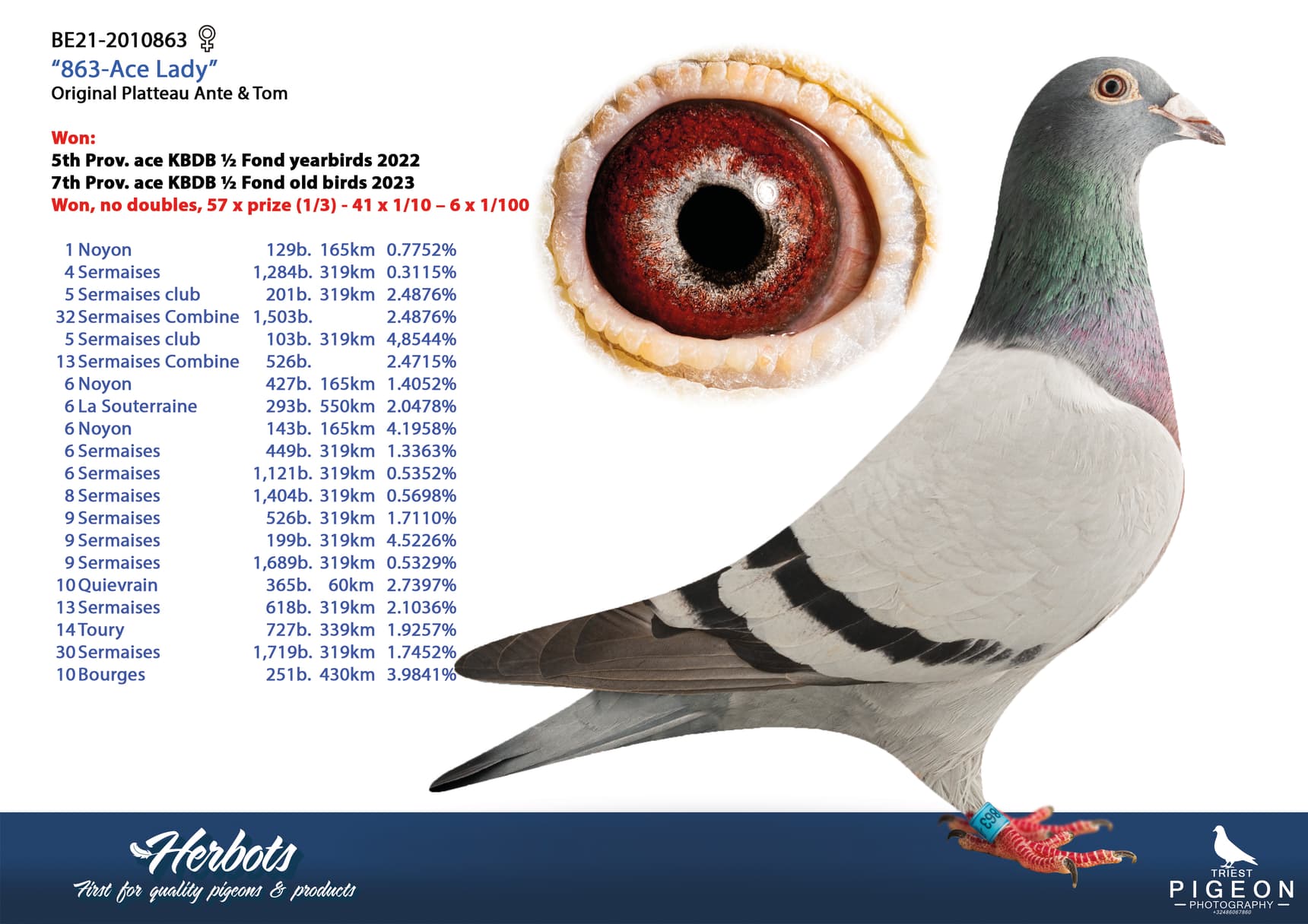 pigeon: undefined