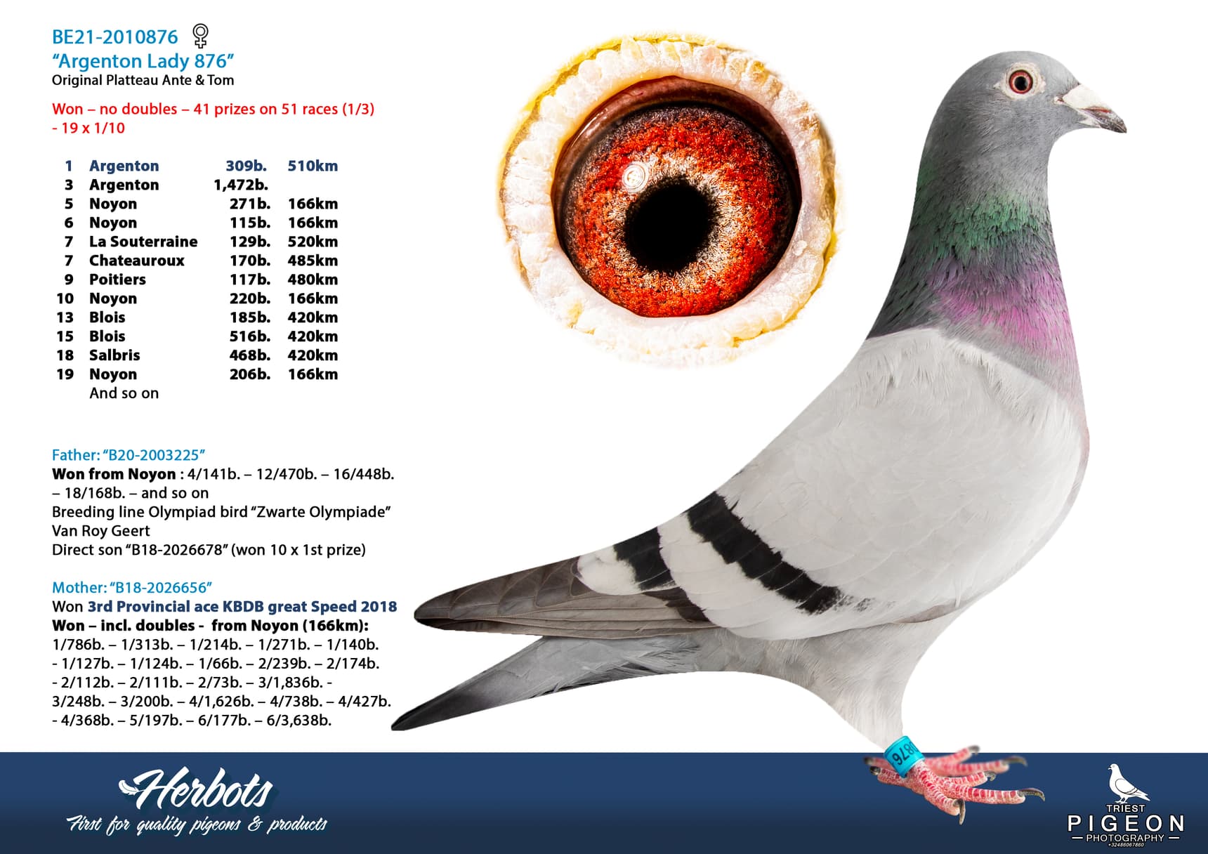 pigeon: undefined