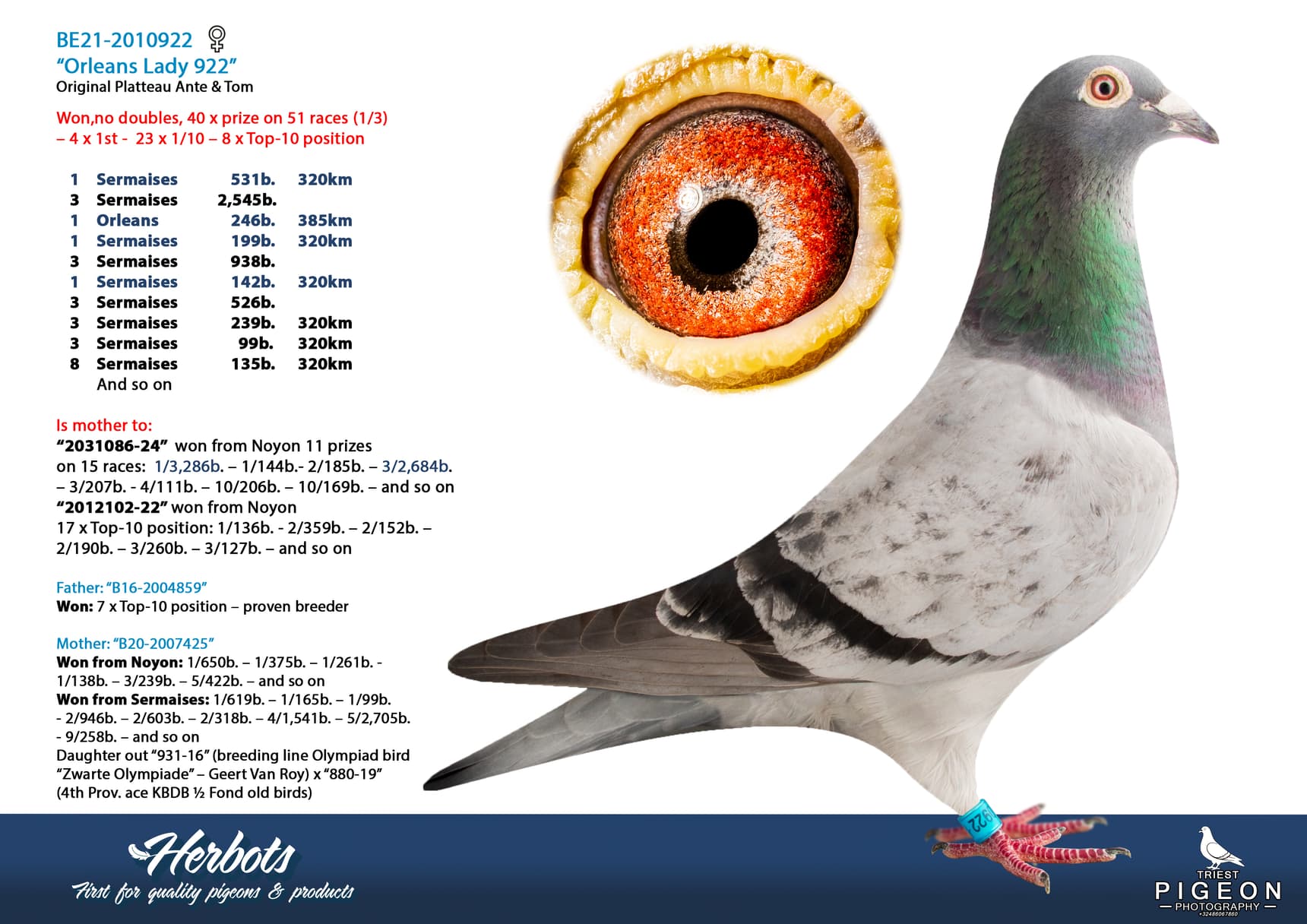 pigeon: undefined