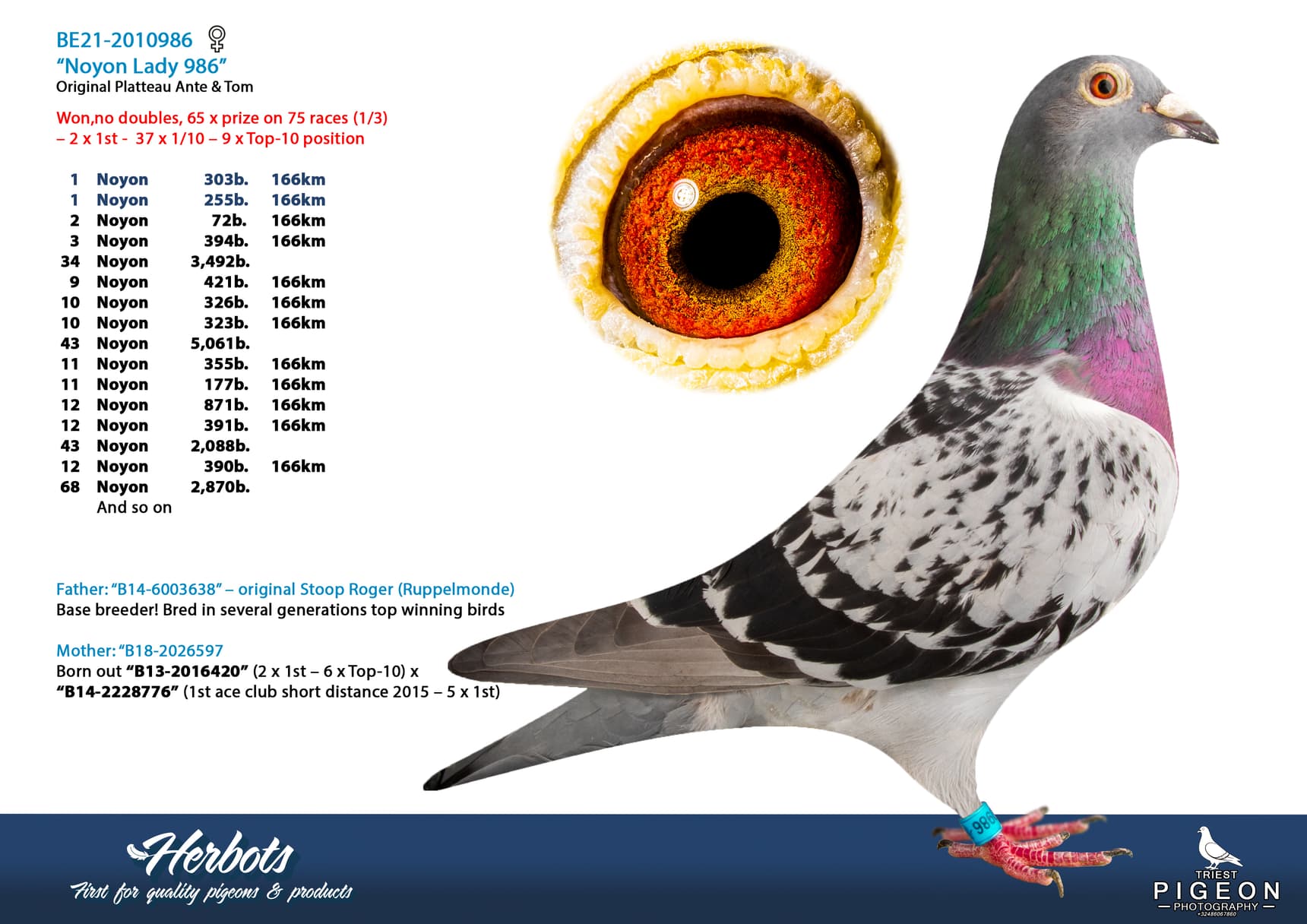 pigeon: undefined