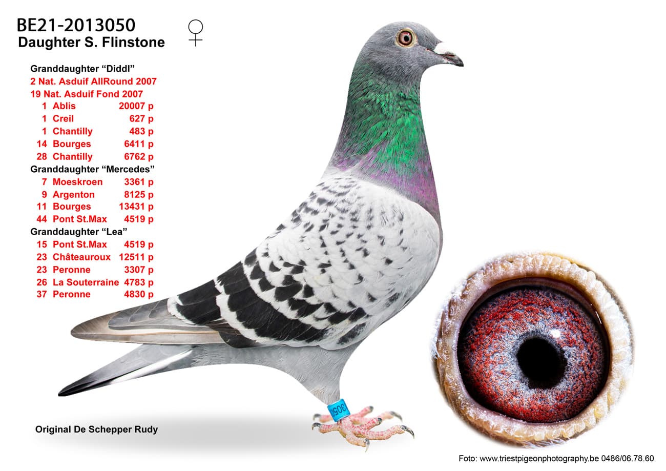 pigeon: undefined