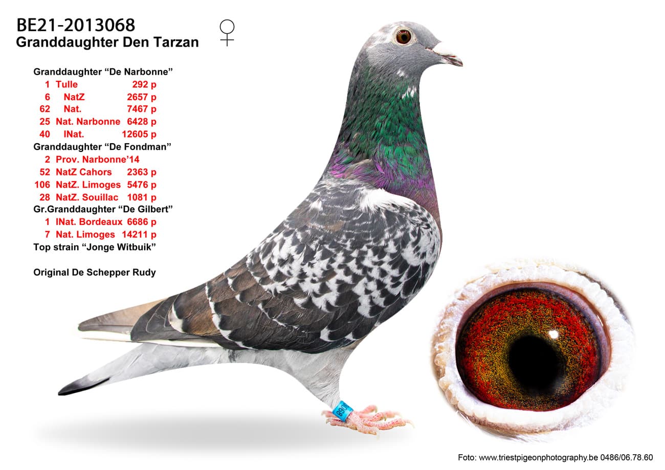pigeon: undefined