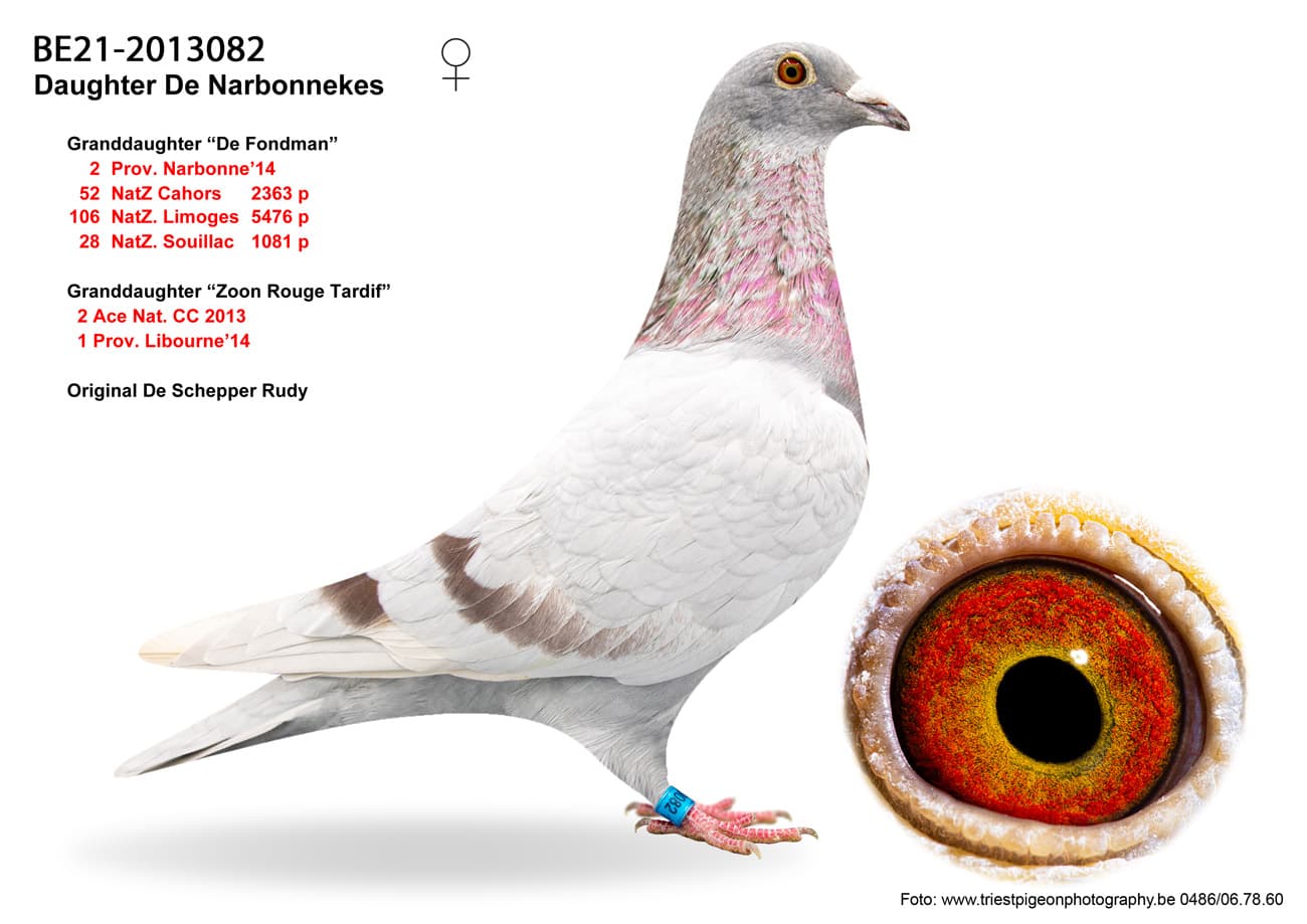 pigeon: undefined