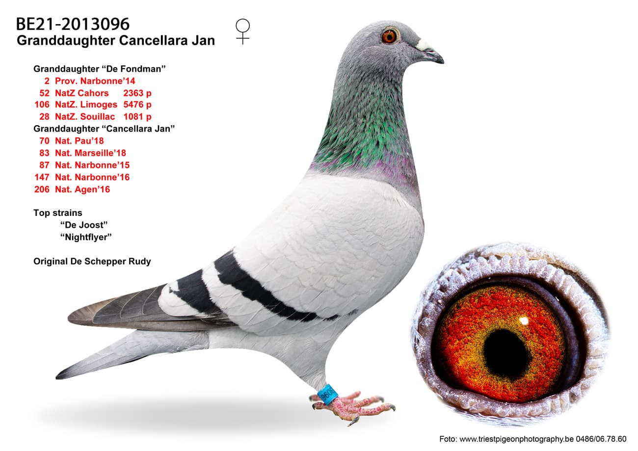pigeon: undefined