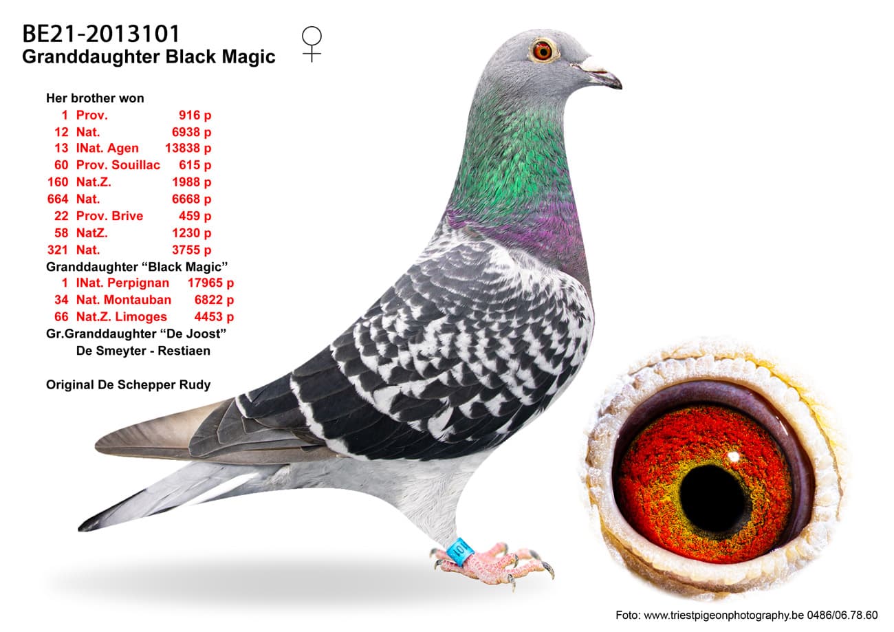 pigeon: undefined