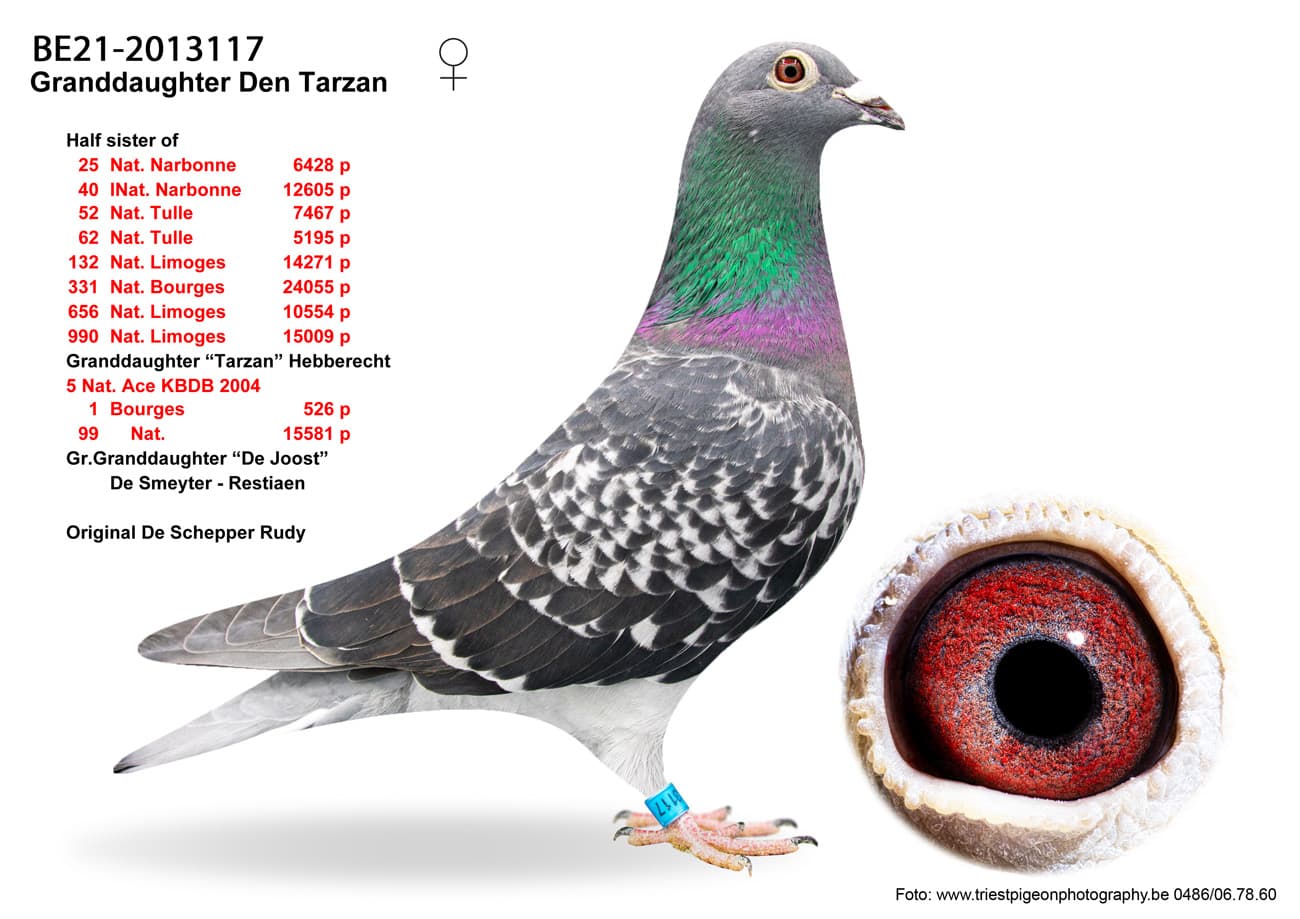 pigeon: undefined