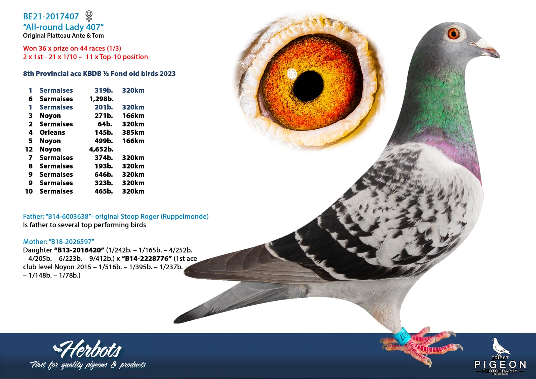 pigeon: undefined
