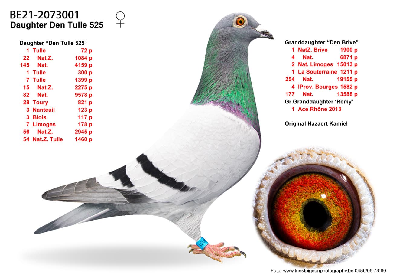 pigeon: undefined