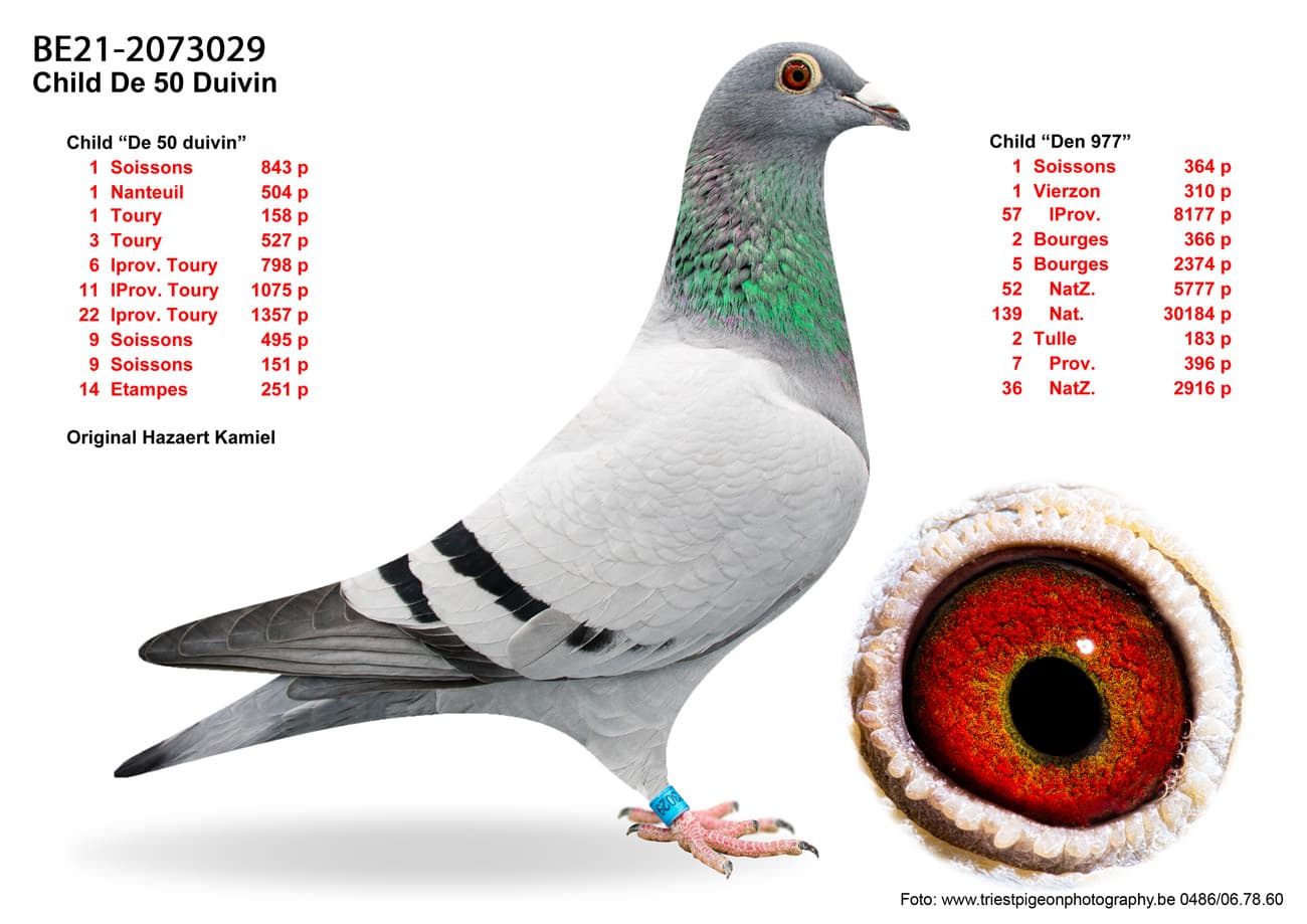 pigeon: undefined