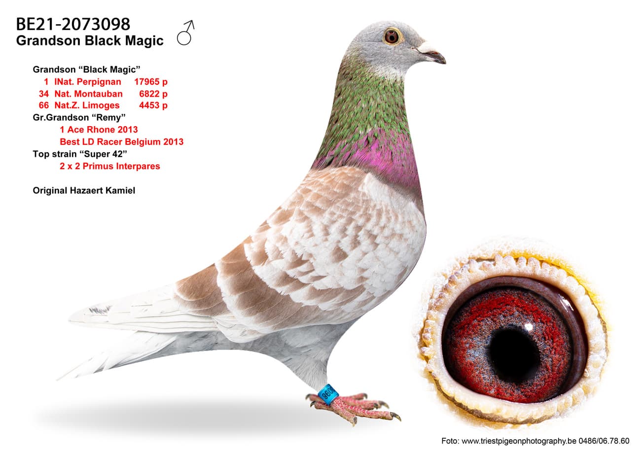 pigeon: undefined