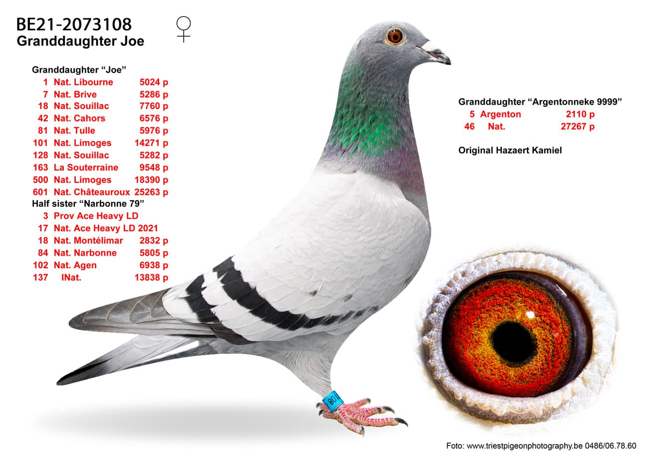 pigeon: undefined
