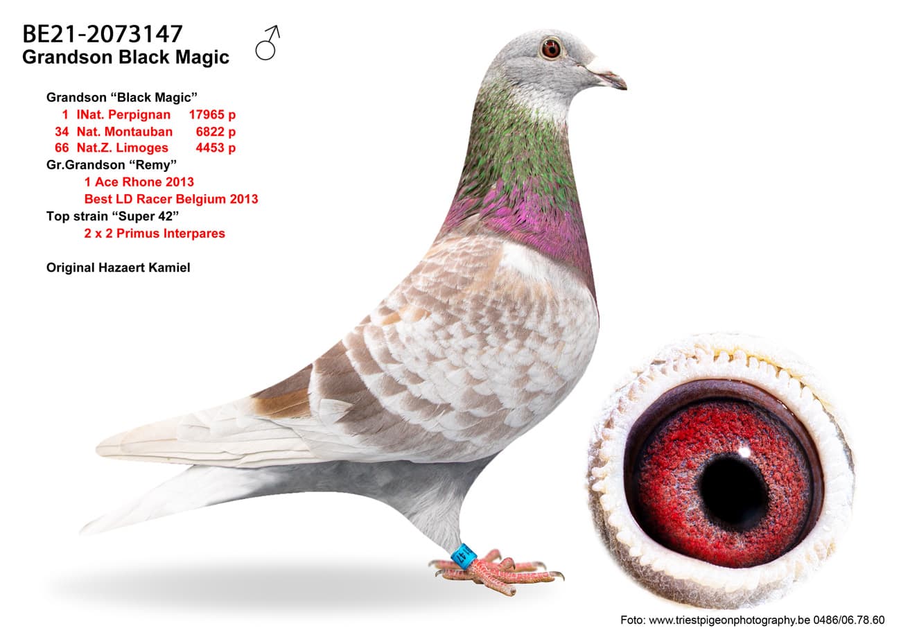pigeon: undefined