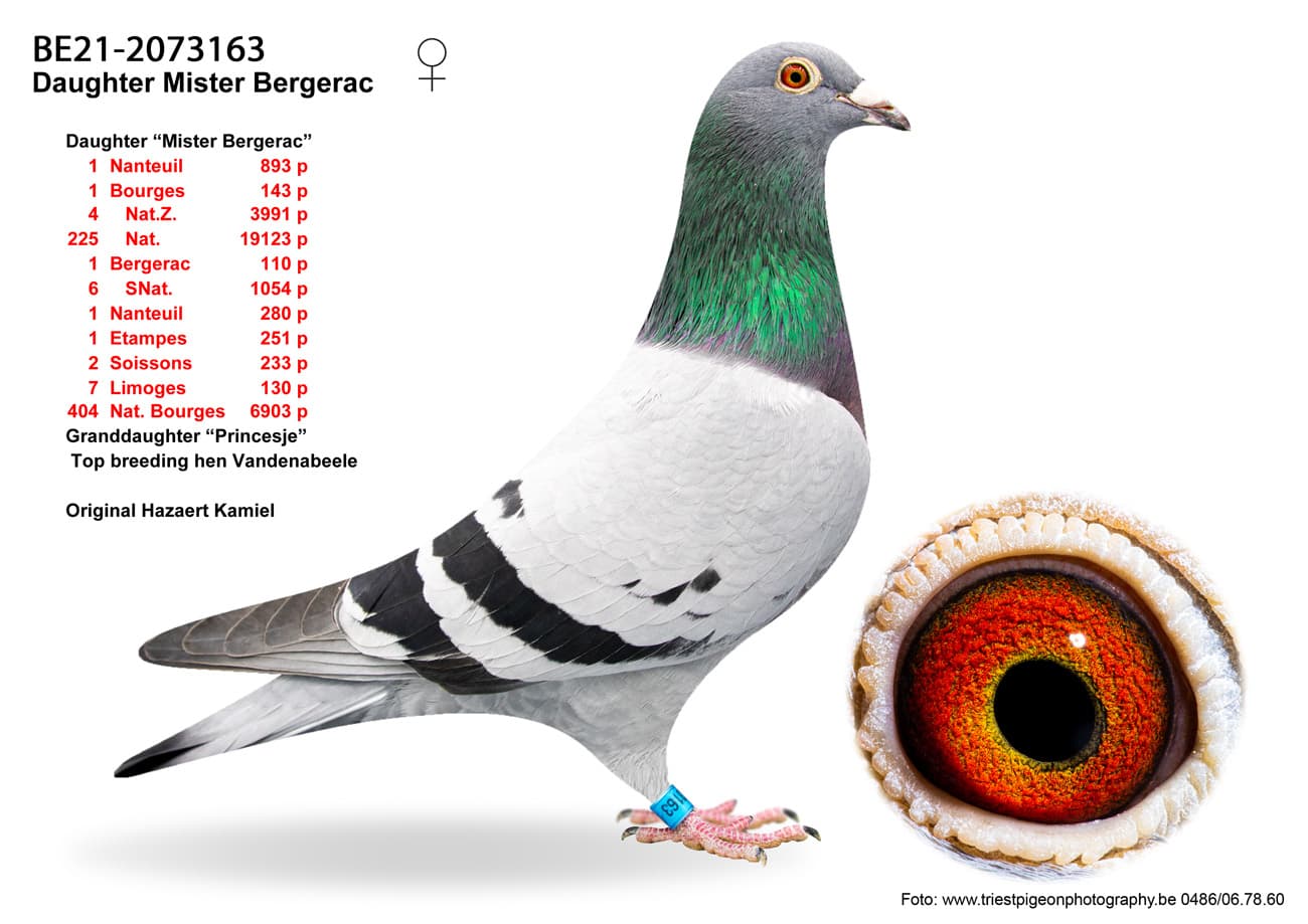 pigeon: undefined