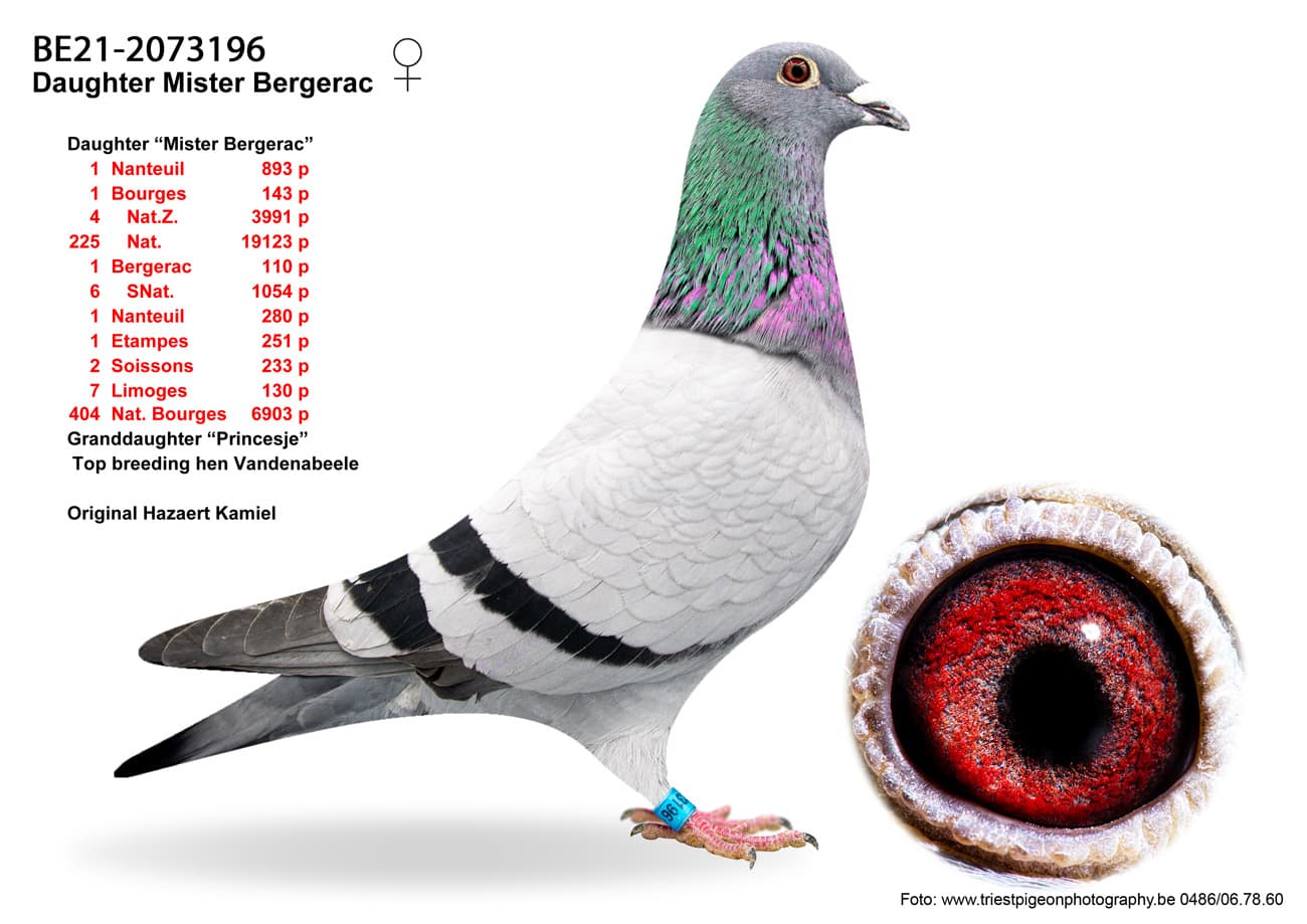 pigeon: undefined