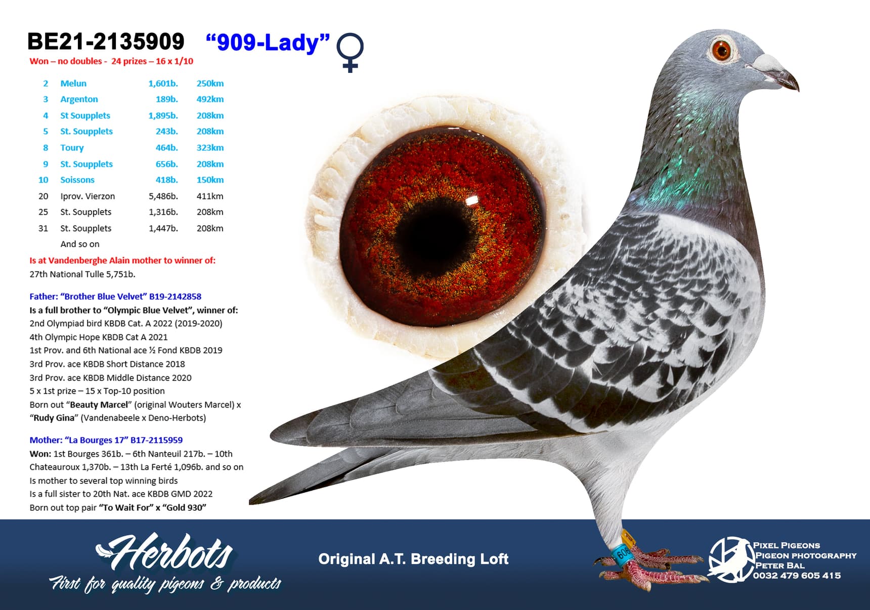 pigeon: undefined
