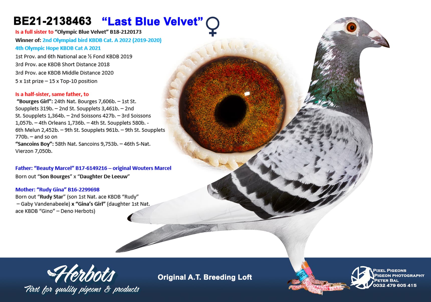 pigeon: undefined