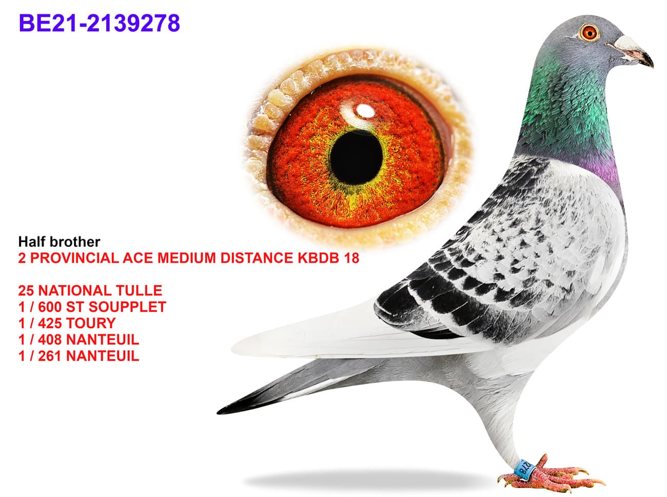 pigeon: undefined