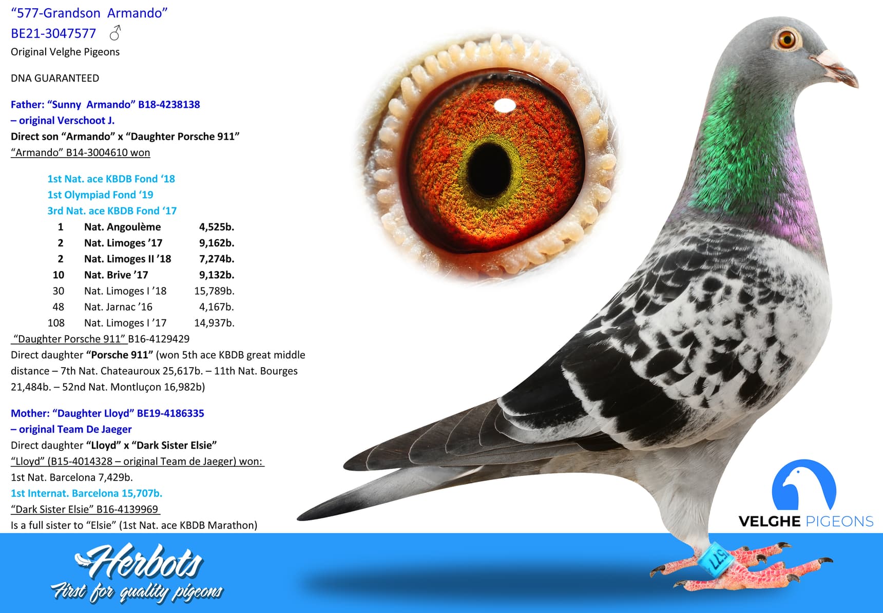 pigeon: undefined