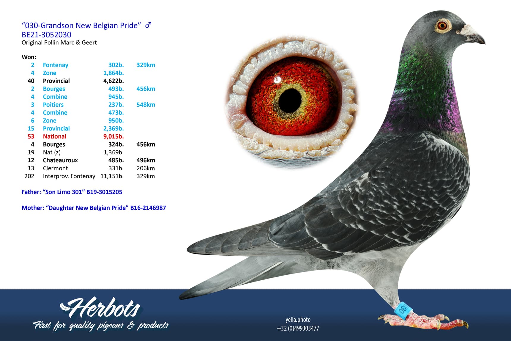 pigeon: undefined