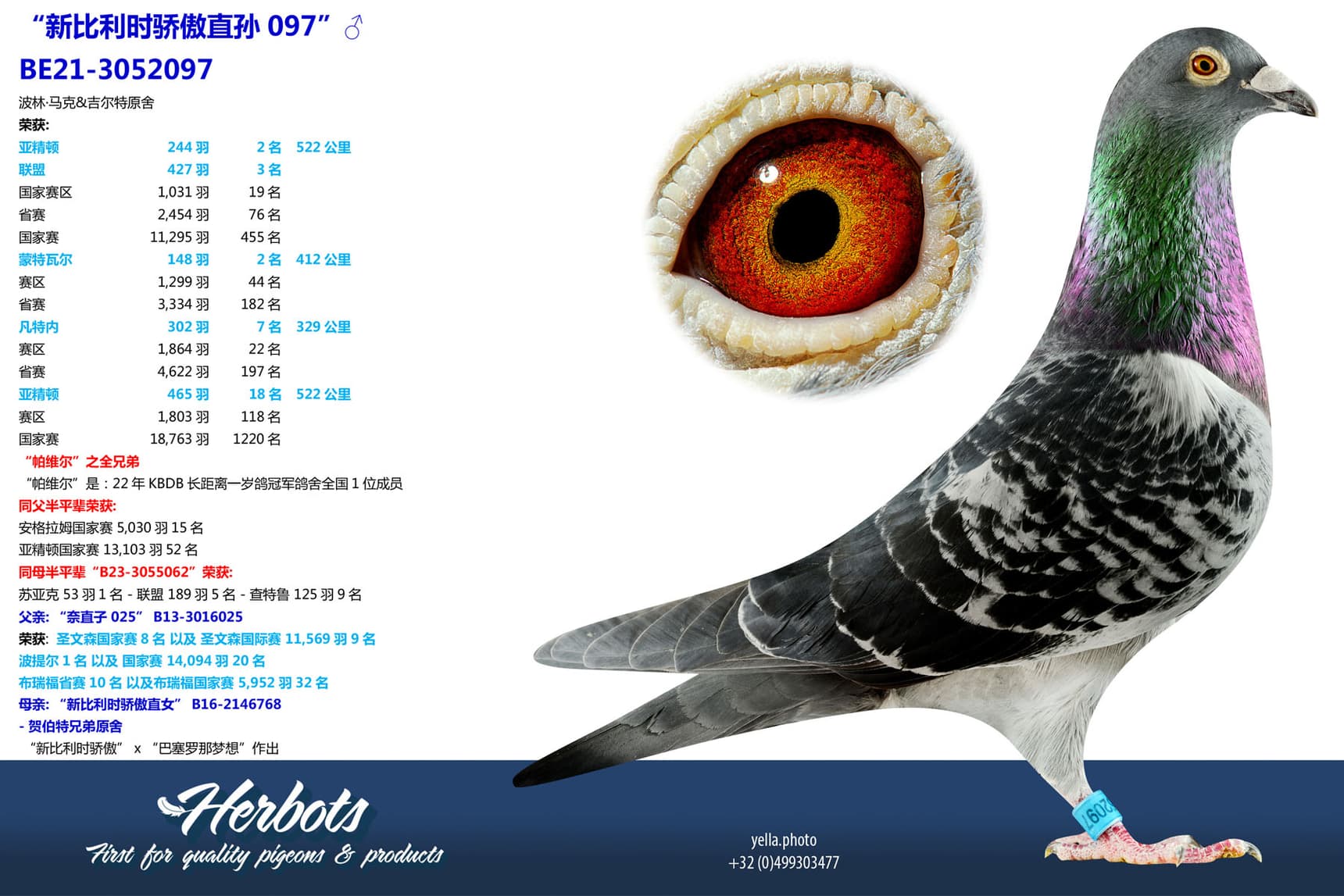 pigeon: undefined