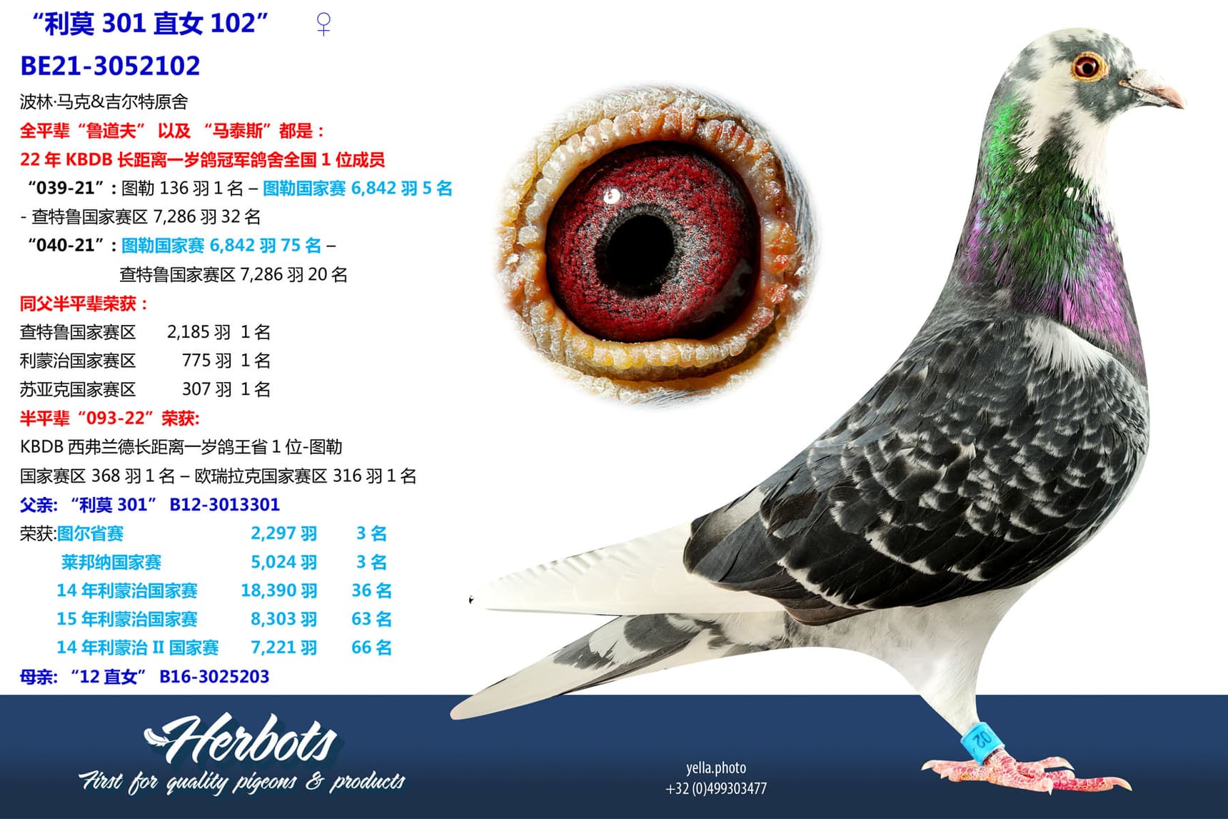 pigeon: undefined